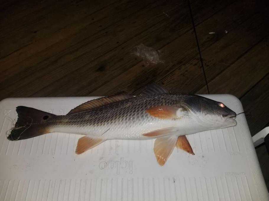 Paradise Lagoon*Bayhouse Fishing*Beach*Dogfriendly 加尔维斯敦 外观 照片